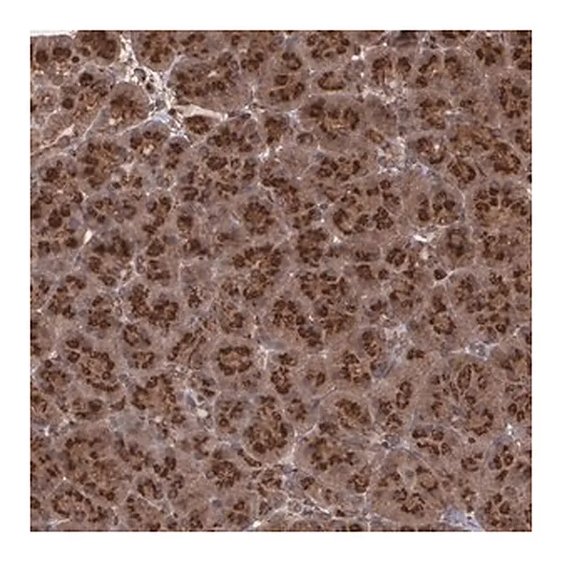 Merck Anti-TRIP11 antibody produced in rabbit