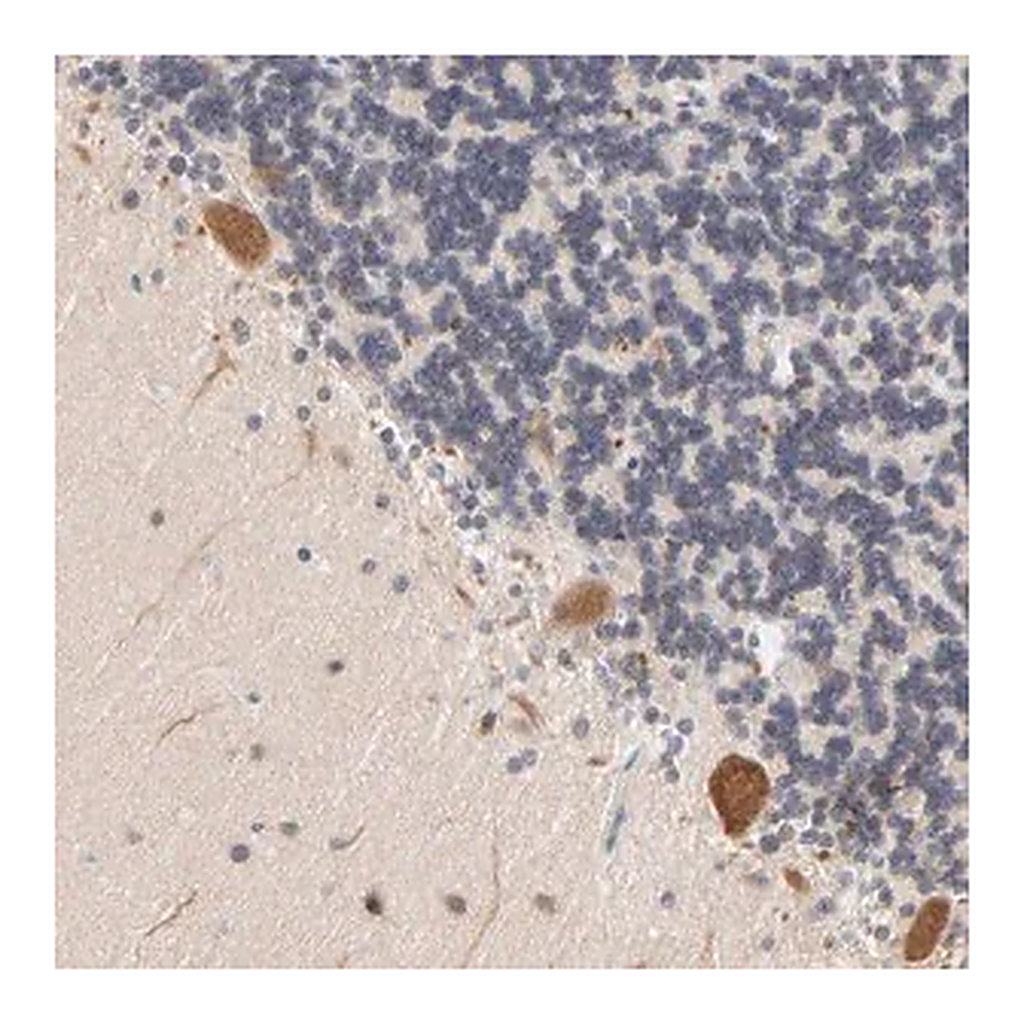 Merck Anti-UBL4A antibody produced in rabbit