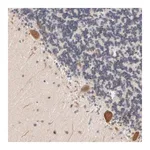 Merck Anti-UBL4A antibody produced in rabbit