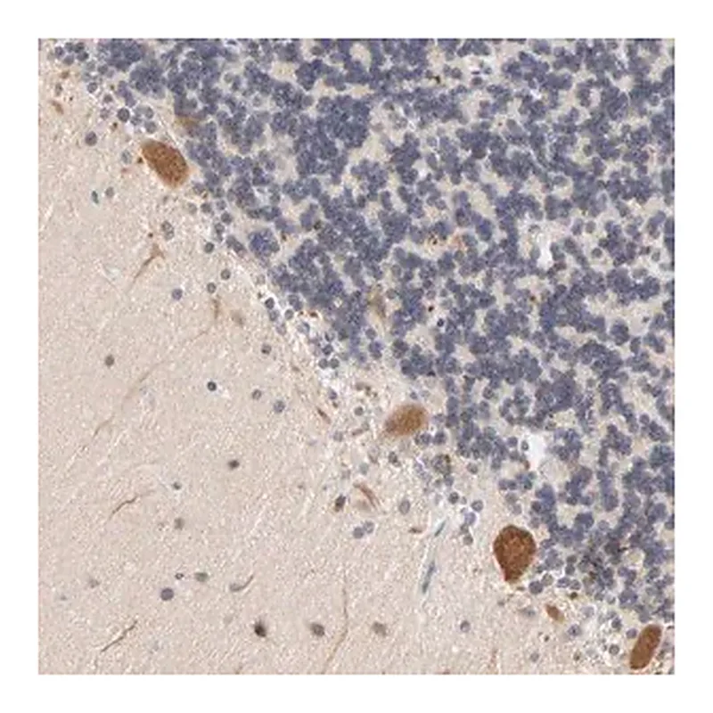 Merck Anti-UBL4A antibody produced in rabbit