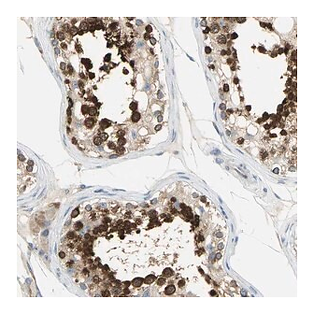 Merck Anti-TULP4 antibody produced in rabbit