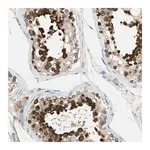 Merck Anti-TULP4 antibody produced in rabbit