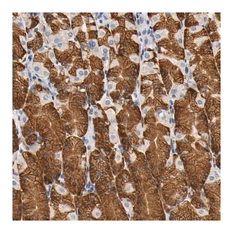Merck Anti-UCKL1 antibody produced in rabbit