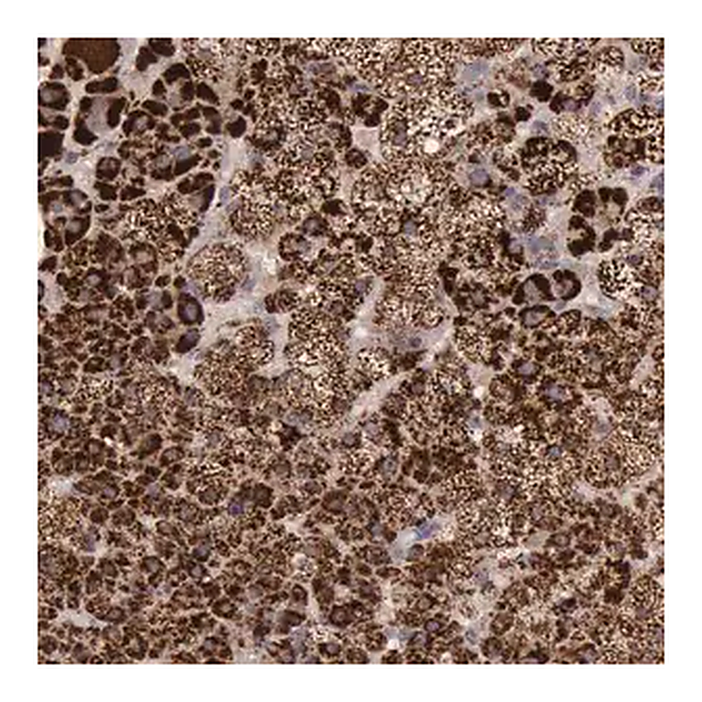 Merck Anti-TXN2 antibody produced in rabbit