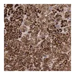 Merck Anti-TXN2 antibody produced in rabbit