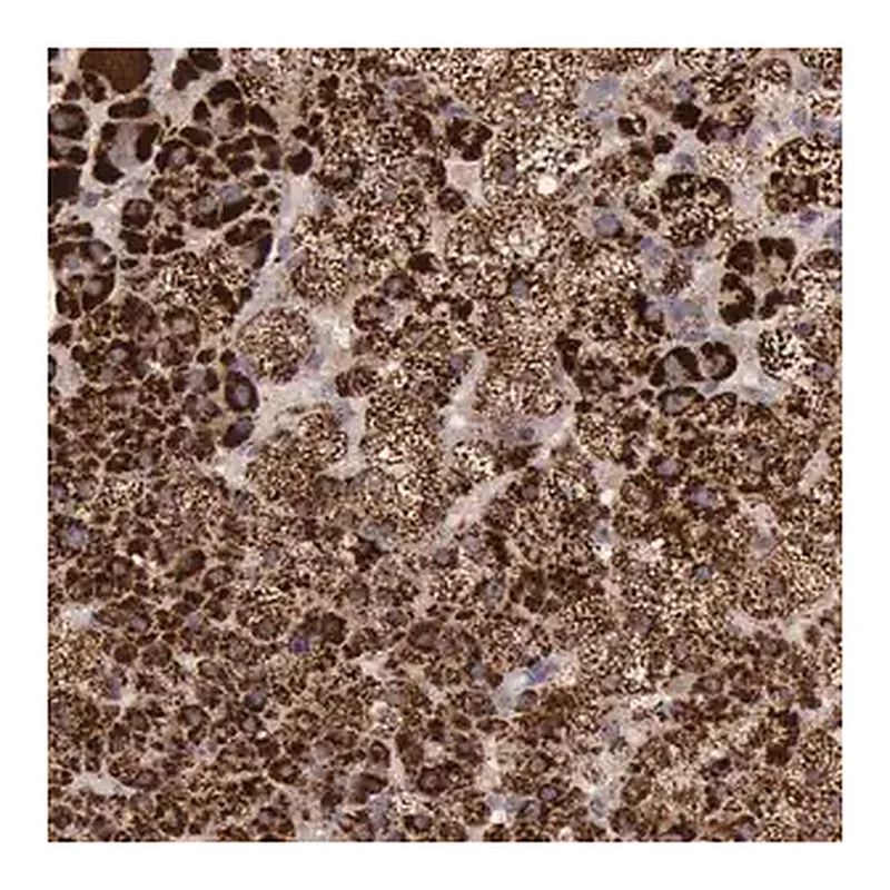 Merck Anti-TXN2 antibody produced in rabbit