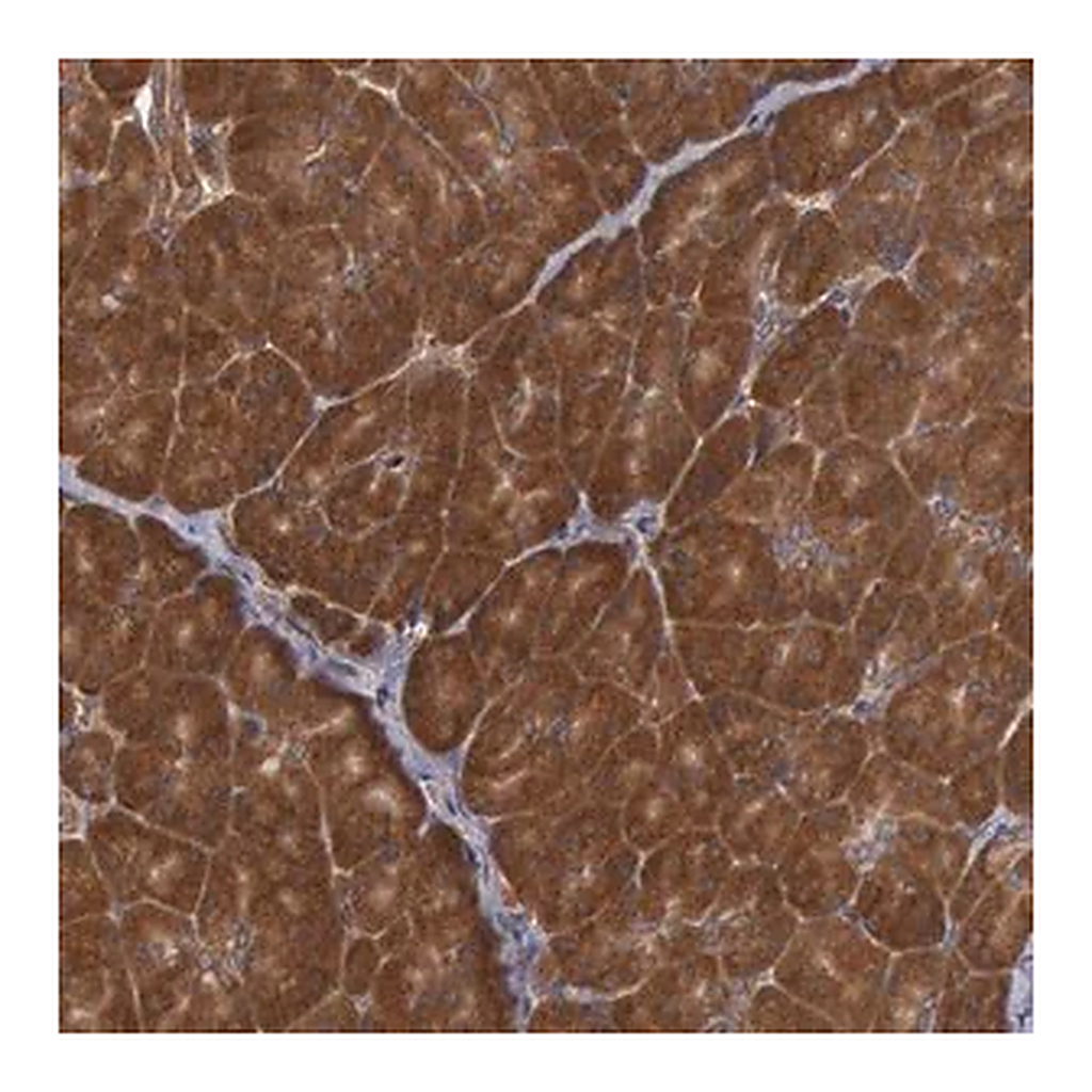 Merck Anti-USP14 antibody produced in rabbit