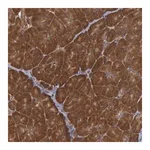 Merck Anti-USP14 antibody produced in rabbit