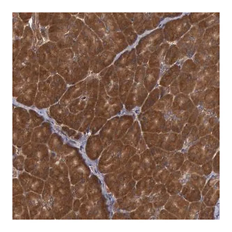 Merck Anti-USP14 antibody produced in rabbit