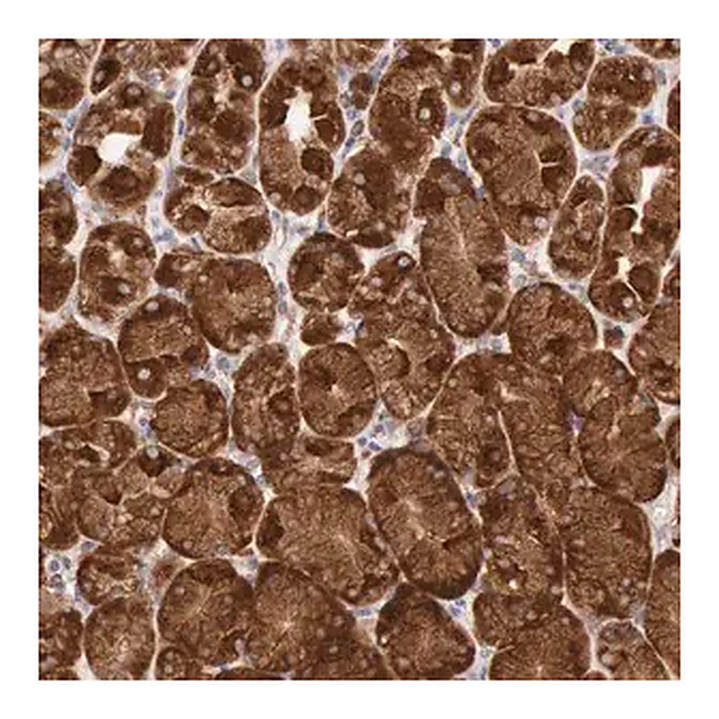 Merck ANTI-ERP44 antibody produced in rabbit