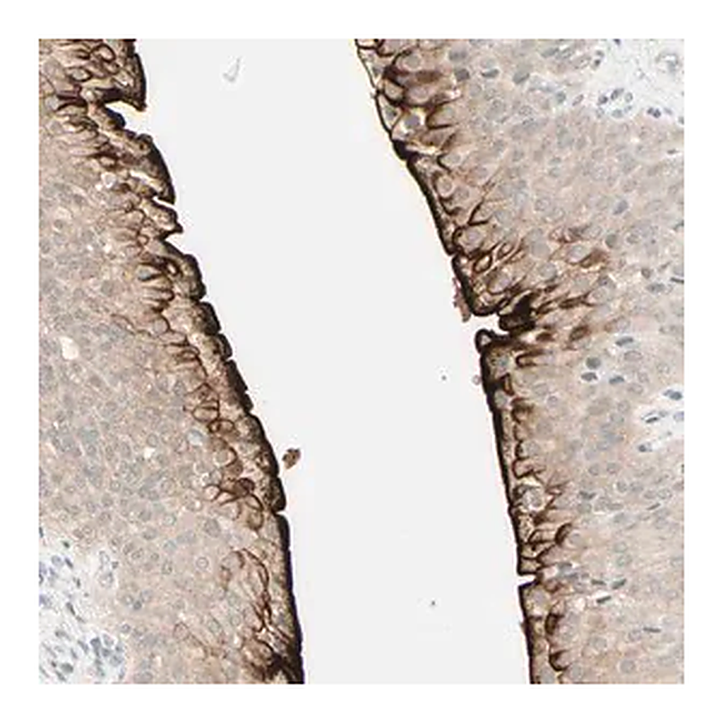 Merck Anti-UPK3B antibody produced in rabbit