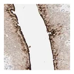 Merck Anti-UPK3B antibody produced in rabbit