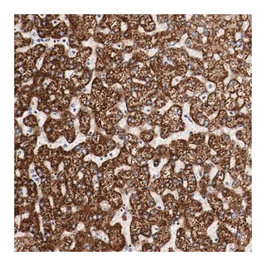 Merck Anti-GIT1 antibody produced in rabbit