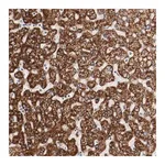 Merck Anti-GIT1 antibody produced in rabbit