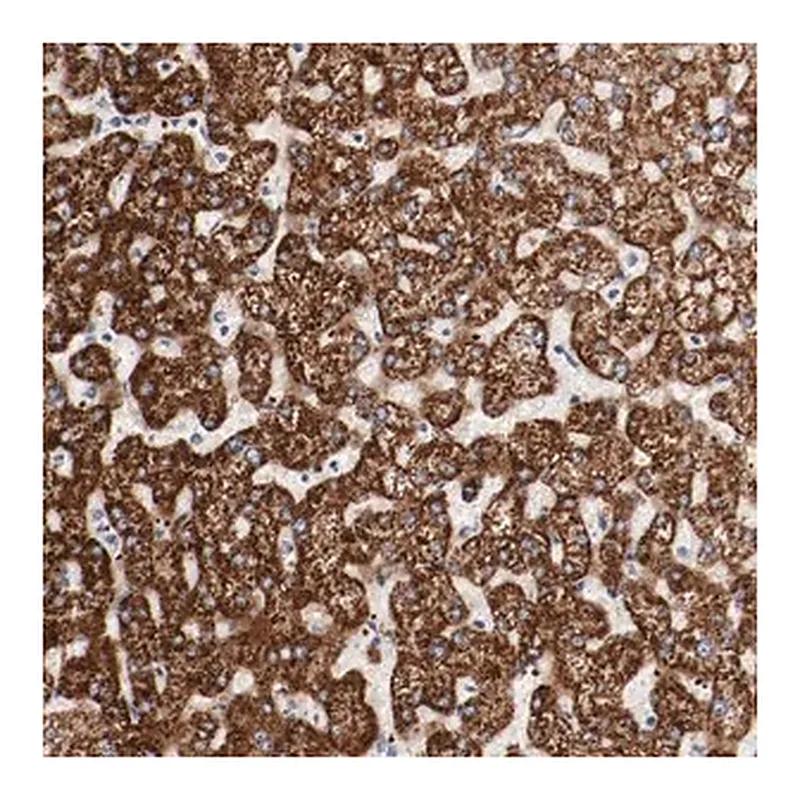 Merck Anti-GIT1 antibody produced in rabbit