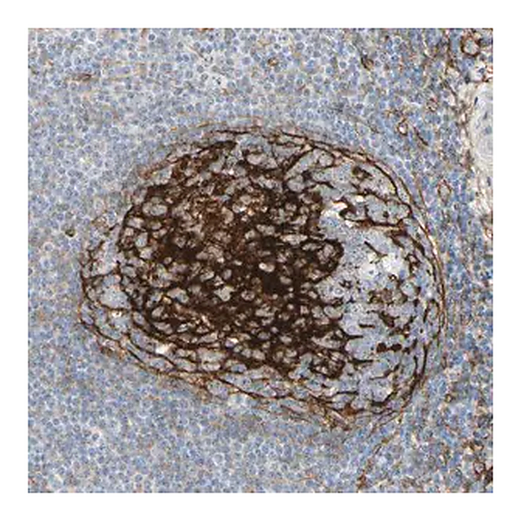 Merck Anti-GGT5 antibody produced in rabbit