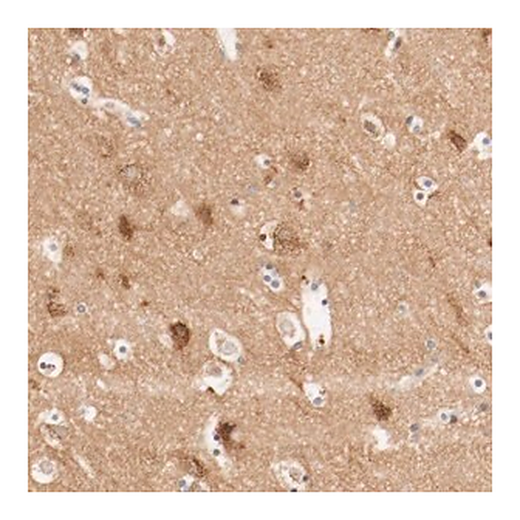 Merck Anti-GIT1 antibody produced in rabbit