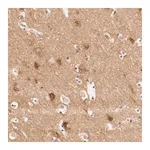 Merck Anti-GIT1 antibody produced in rabbit