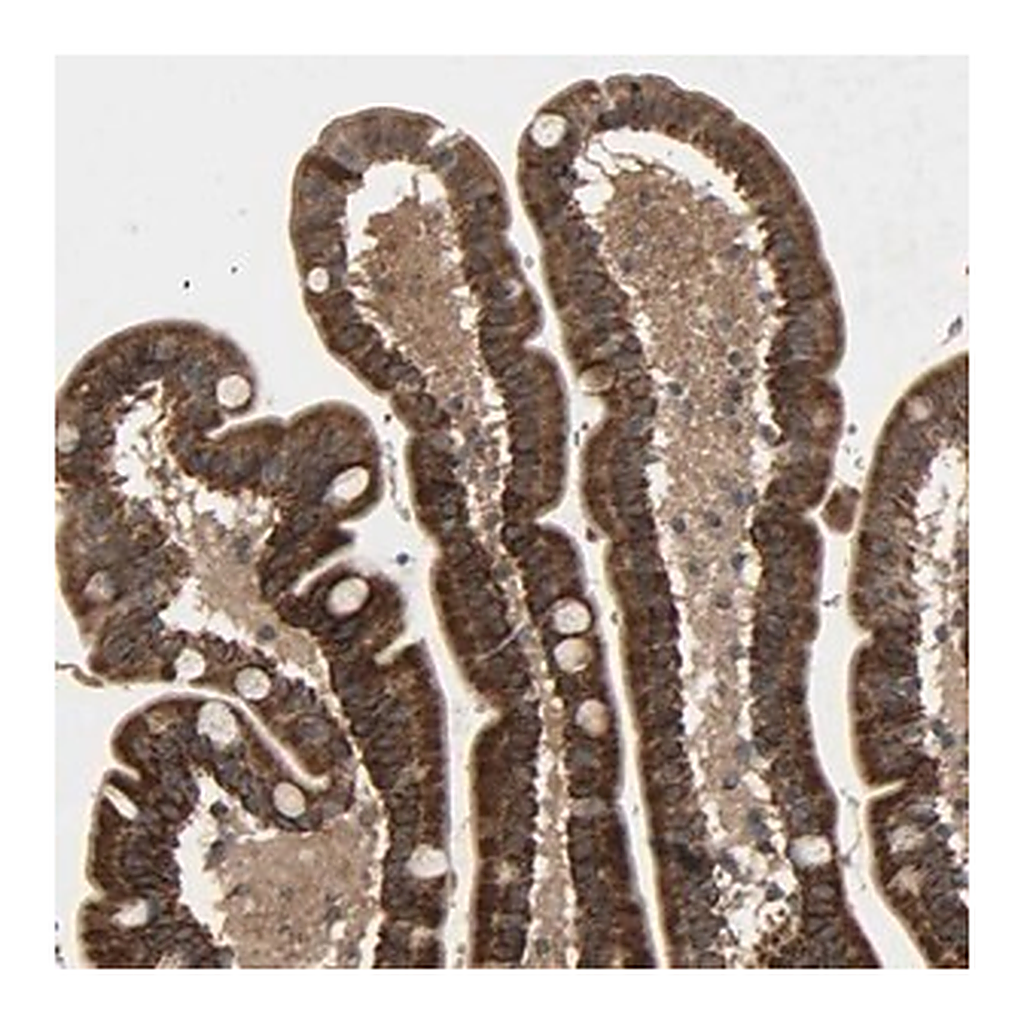 Merck Anti-GLOD5 antibody produced in rabbit