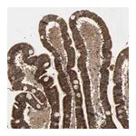 Merck Anti-GLOD5 antibody produced in rabbit