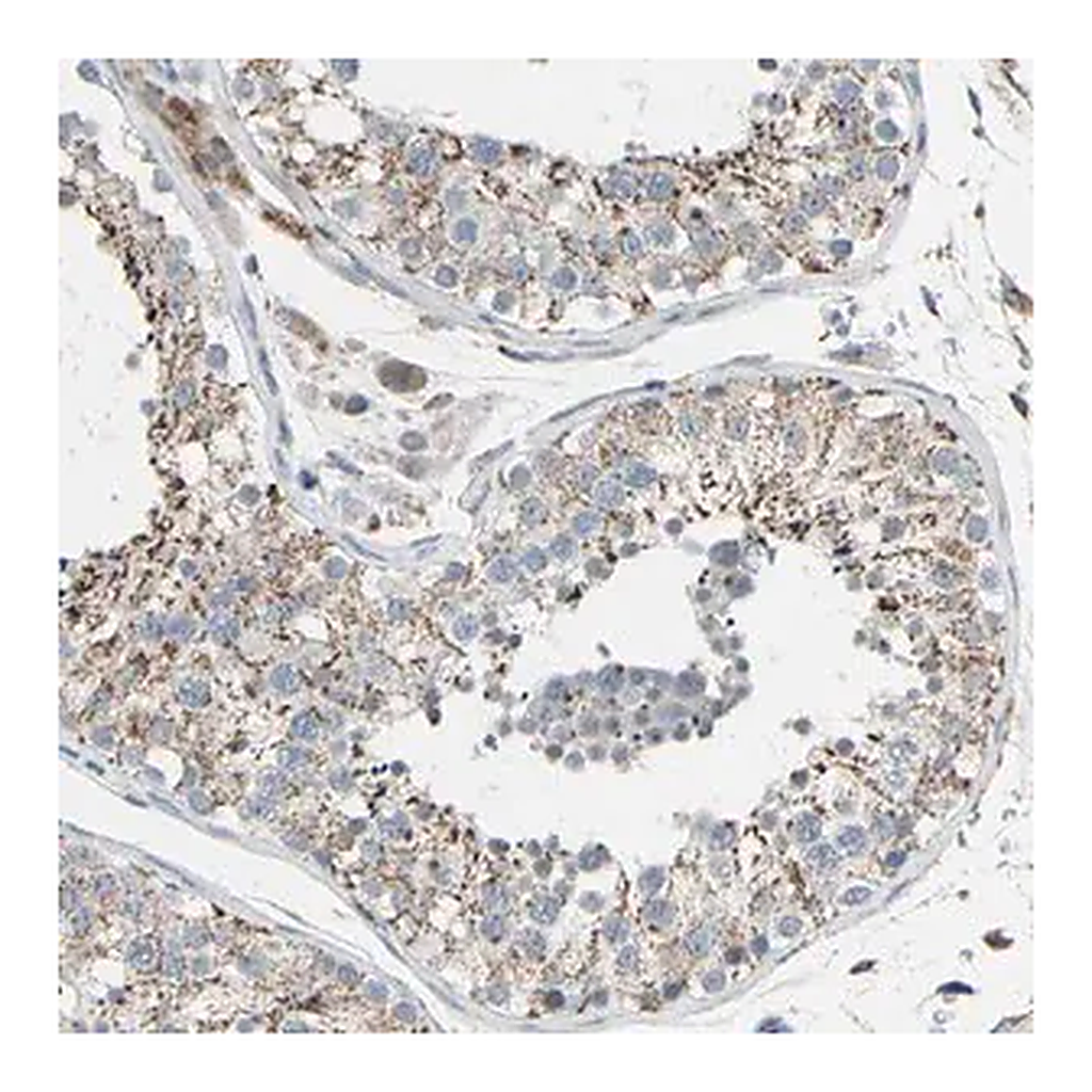 Merck Anti-GLT8D1 antibody produced in rabbit