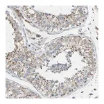 Merck Anti-GLT8D1 antibody produced in rabbit