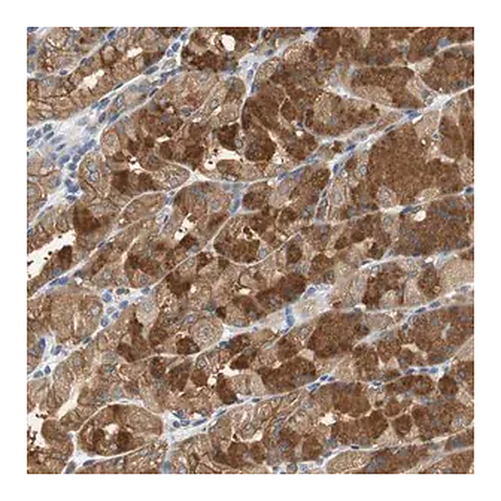 Merck Anti-GLCCI1 antibody produced in rabbit