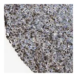 Merck Anti-GLI3 antibody produced in rabbit