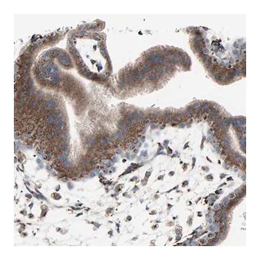 Merck Anti-GLG1 antibody produced in rabbit