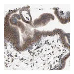 Merck Anti-GLG1 antibody produced in rabbit