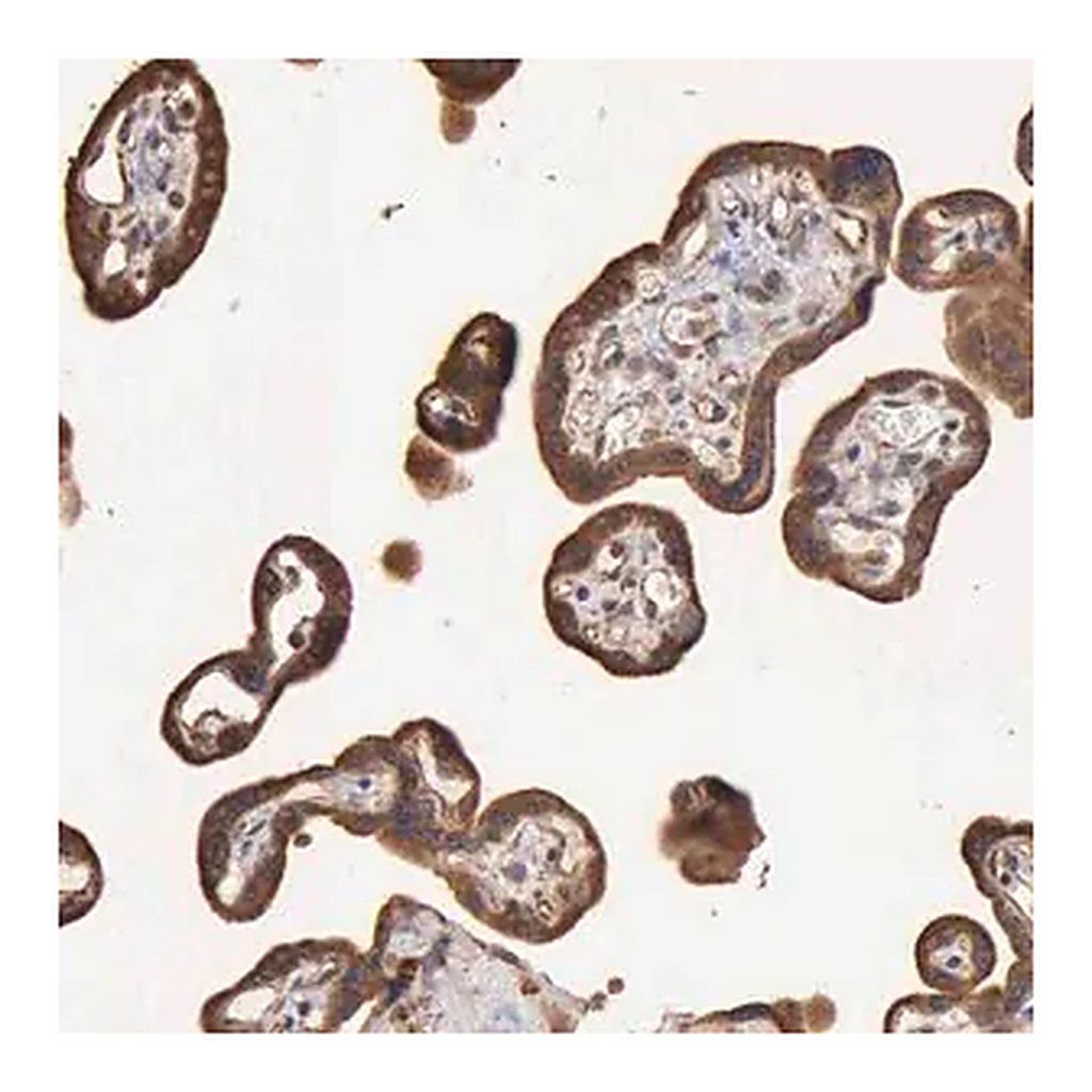 Merck Anti-GPR101 antibody produced in rabbit