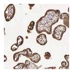 Merck Anti-GPR101 antibody produced in rabbit