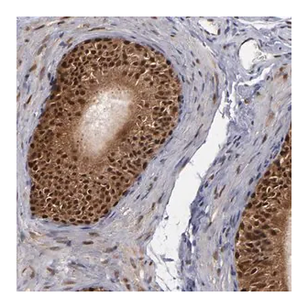 Merck Anti-GSR antibody produced in rabbit