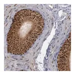 Merck Anti-GSR antibody produced in rabbit