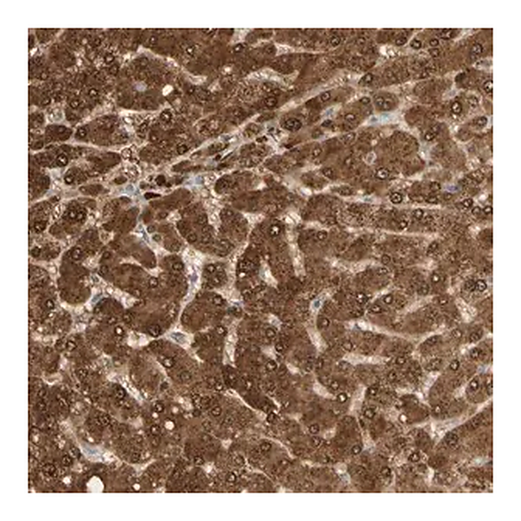 Merck Anti-GNE antibody produced in rabbit