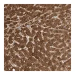 Merck Anti-GNE antibody produced in rabbit