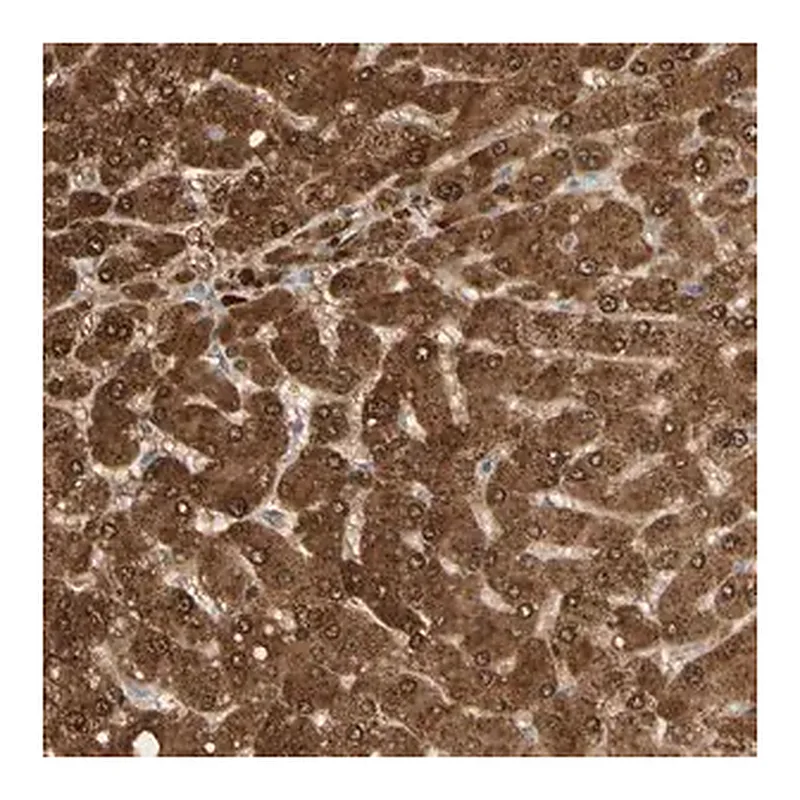 Merck Anti-GNE antibody produced in rabbit