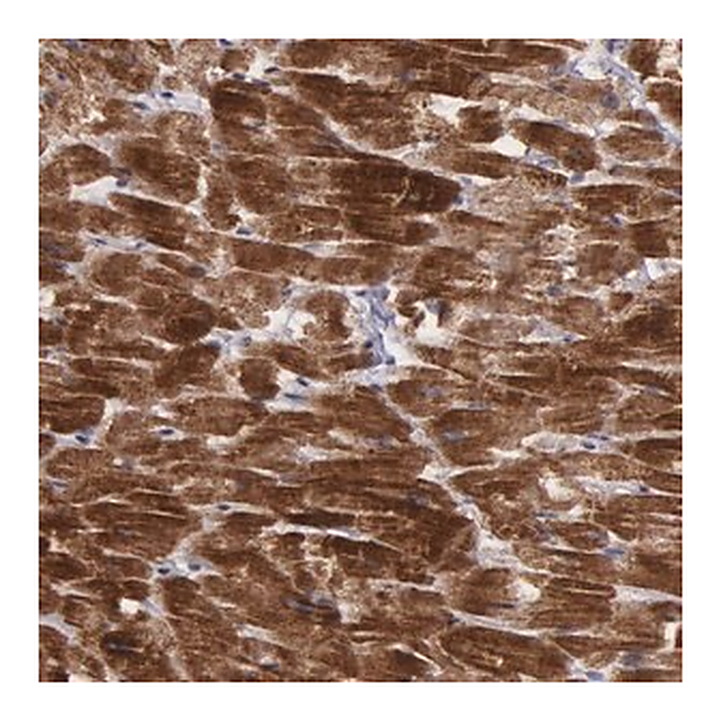 Merck Anti-C22orf29 antibody produced in rabbit