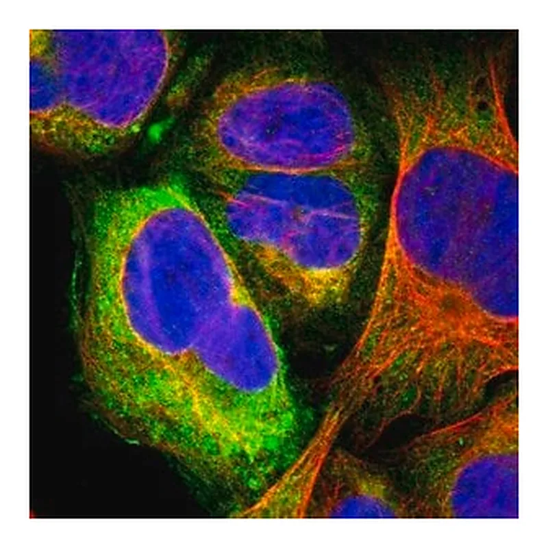 Merck Anti-GPR173 antibody produced in rabbit