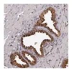 Merck Anti-GLIS1 antibody produced in rabbit