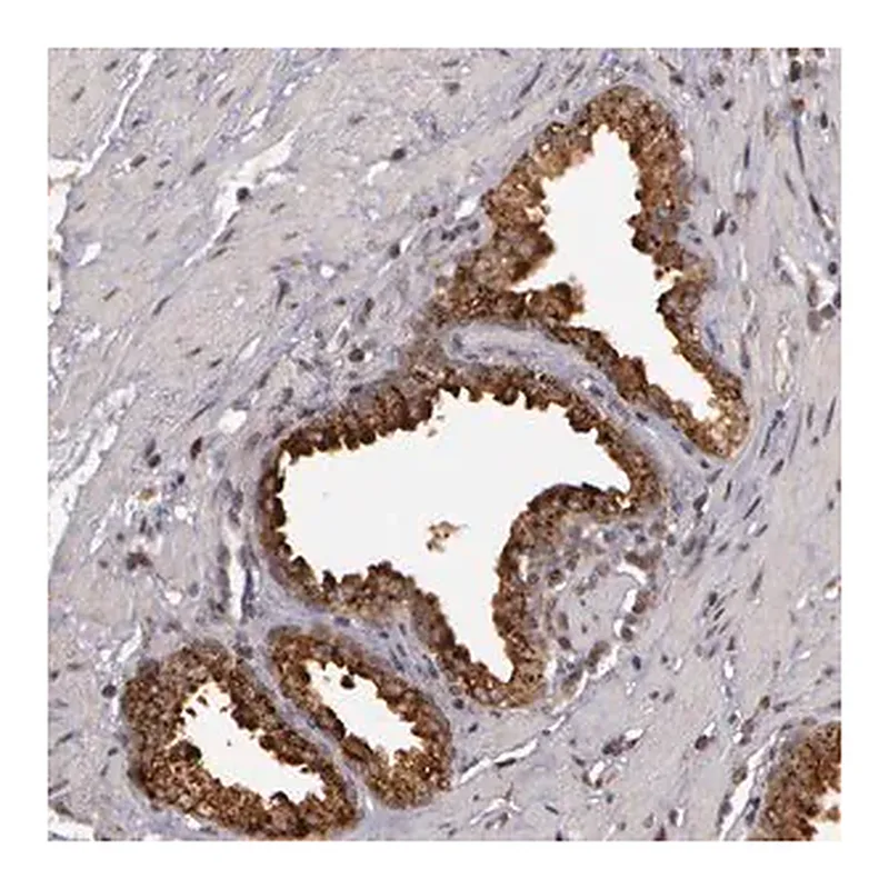 Merck Anti-GLIS1 antibody produced in rabbit