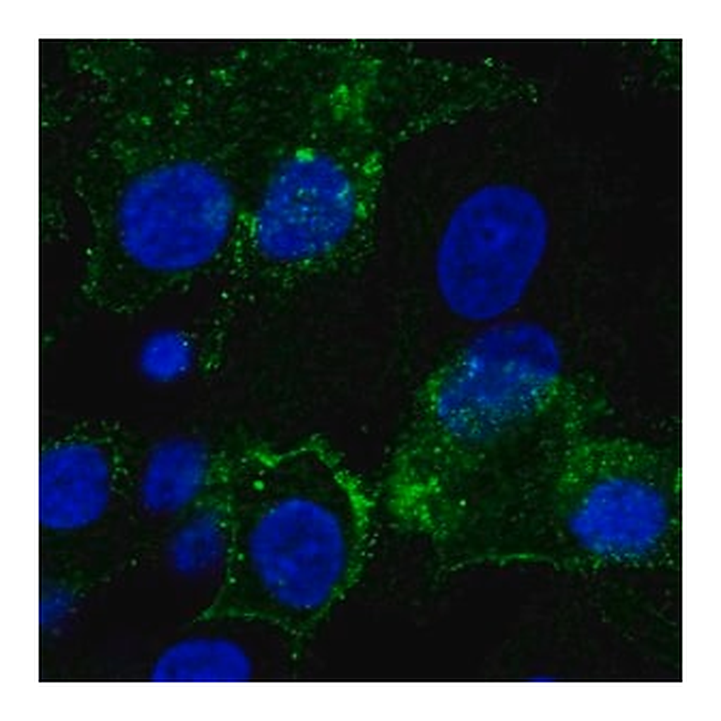 Merck Anti-GPC3 antibody produced in rabbit