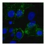 Merck Anti-GPC3 antibody produced in rabbit