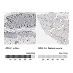 Merck Anti-GRHL1 antibody produced in rabbit