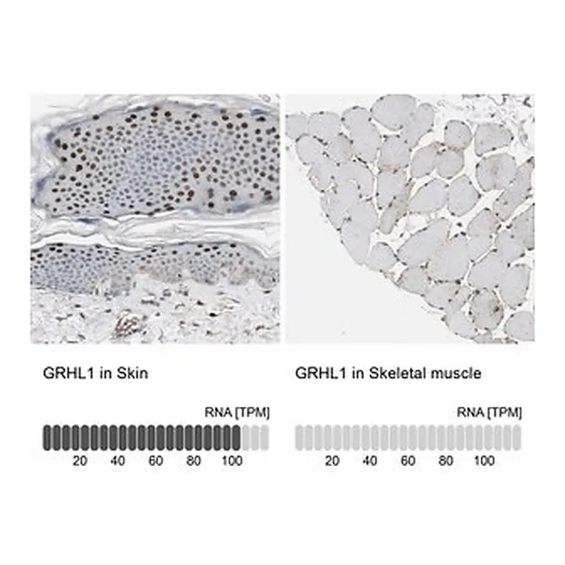 Merck Anti-GRHL1 antibody produced in rabbit