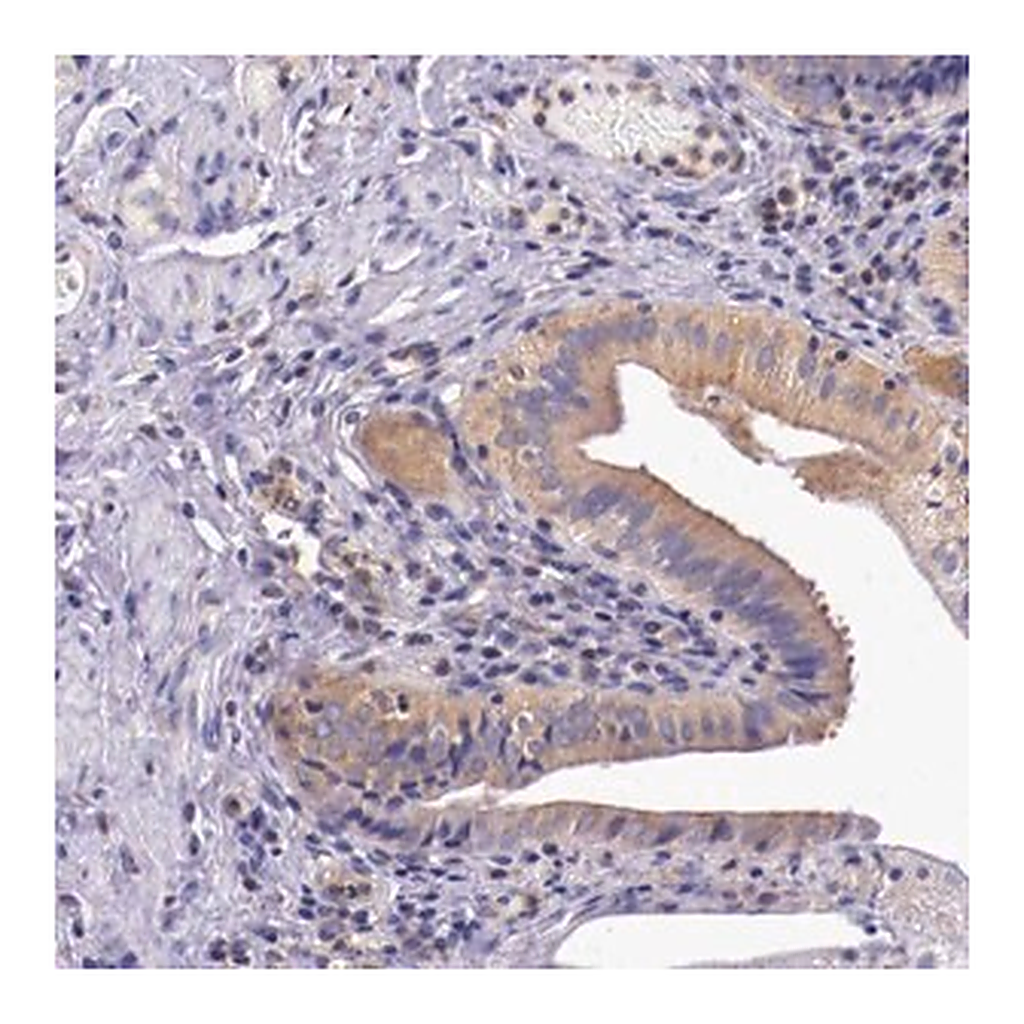 Merck Anti-GRIPAP1 antibody produced in rabbit