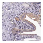 Merck Anti-GRIPAP1 antibody produced in rabbit