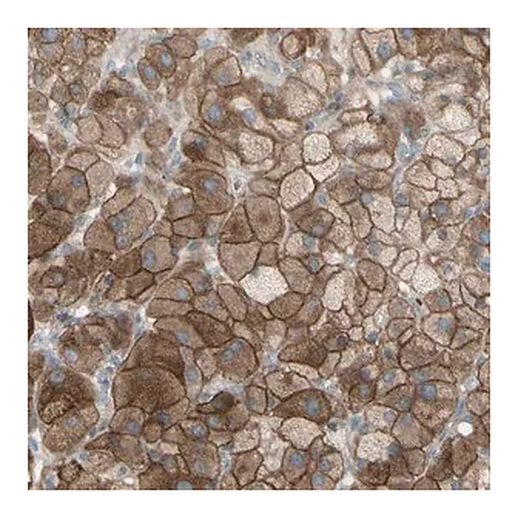 Merck Anti-GRAMD1B antibody produced in rabbit