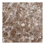 Merck Anti-GRAMD1B antibody produced in rabbit