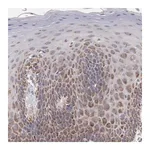 Merck Anti-HCCS antibody produced in rabbit